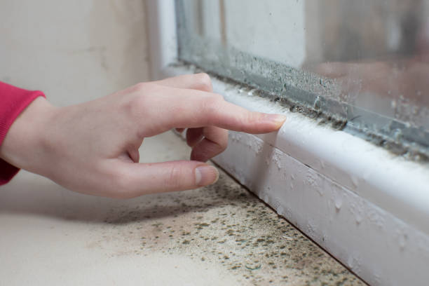 Mold Documentation for Insurance Claims in Foster City, CA